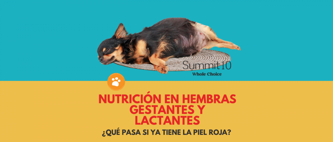 NUTRICIÓN EN HEMBRAS GESTANTES Y LACTANTES