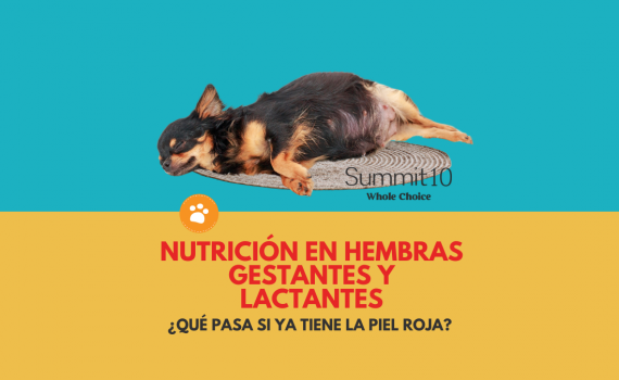 NUTRICIÓN EN HEMBRAS GESTANTES Y LACTANTES