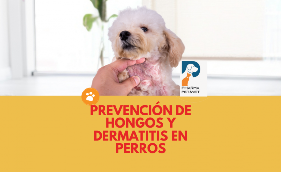 Prevención de Hongos y Dermatitis en Perros