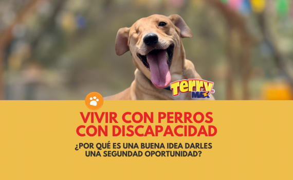 Vivir con perros con discapacidad (1)