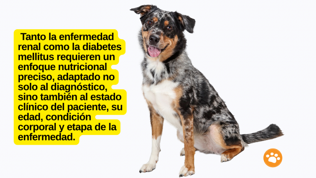 Tanto la enfermedad renal como la diabetes mellitus requieren un enfoque nutricional preciso, adaptado no solo al diagnóstico, sino también al estado clínico del paciente, su edad, condición corporal y etapa de la enfermedad.