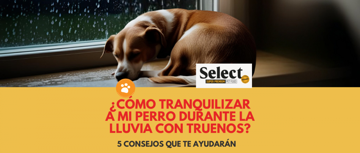 ¿Cómo tranquilizar a mi perro durante la lluvia con truenos?