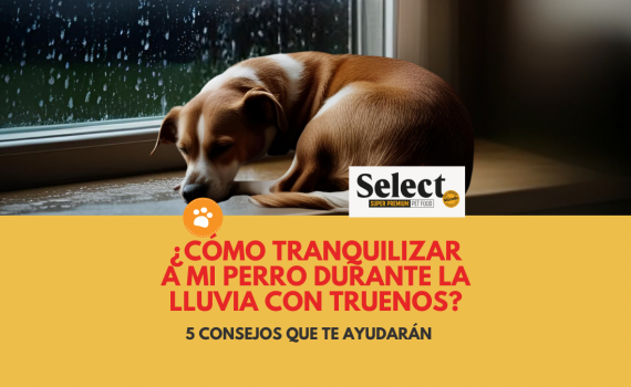 ¿Cómo tranquilizar a mi perro durante la lluvia con truenos?