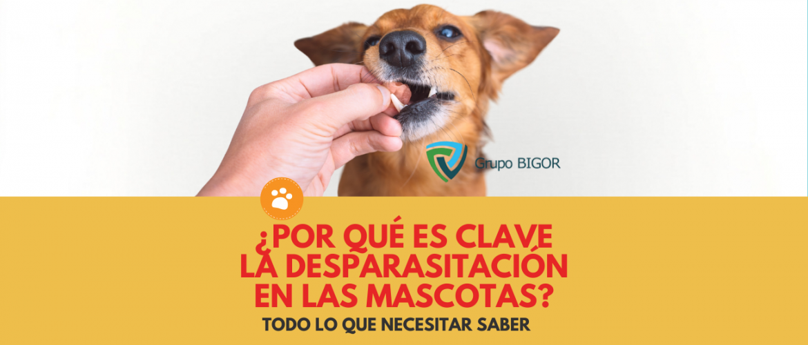 ¿Por qué es clave la desparasitación en las mascotas (2)
