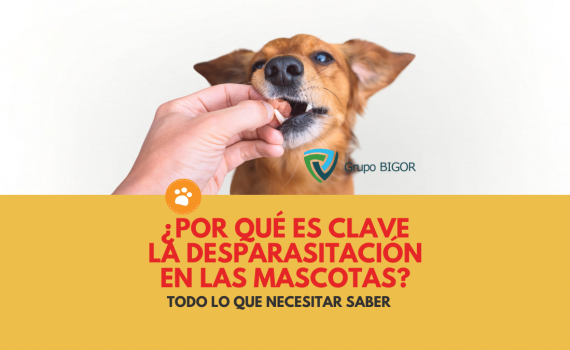 ¿Por qué es clave la desparasitación en las mascotas (2)