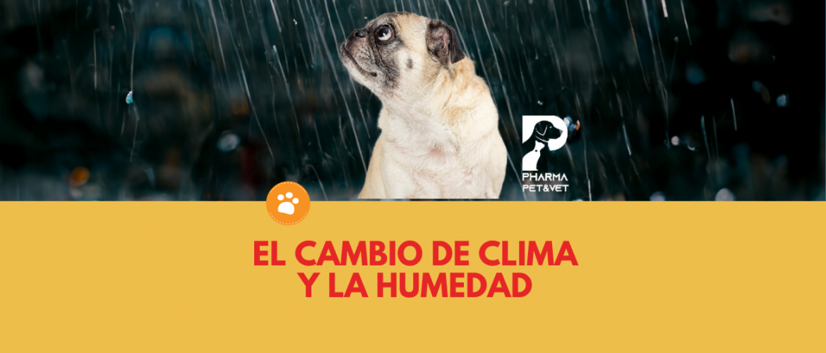 El cambio de clima y la humedad ¿Cómo afecta la salud de los perros (3)