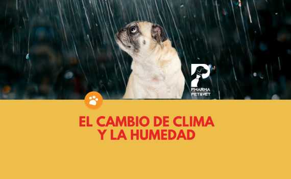El cambio de clima y la humedad ¿Cómo afecta la salud de los perros (3)