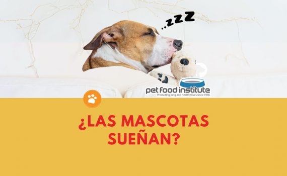 ¿las mascotas sueñaN