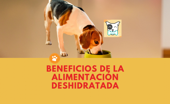Beneficios de la alimentación deshidratada