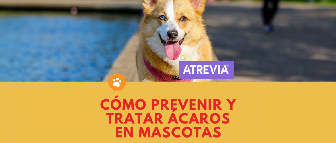 Cómo Prevenir y Tratar Ácaros en mascotas