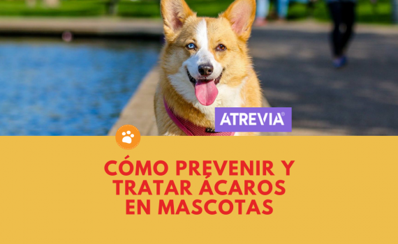 Cómo Prevenir y Tratar Ácaros en mascotas