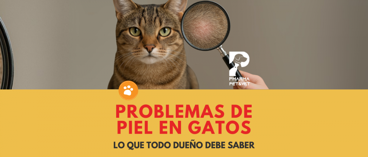 Problemas de piel en gatos