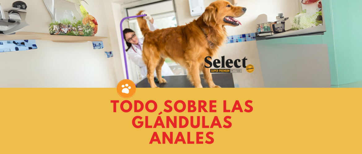 Todo sobre las Glándulas Anales