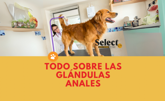 Todo sobre las Glándulas Anales