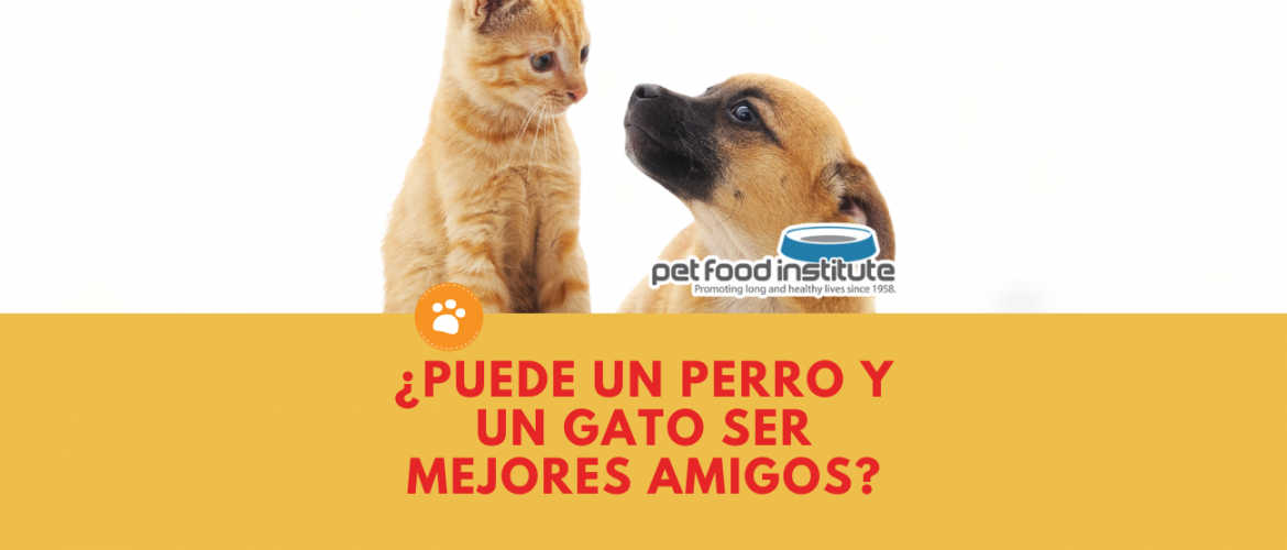 ¿Puede un perro y un gato ser mejores amigos