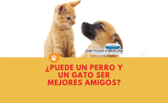 ¿Puede un perro y un gato ser mejores amigos