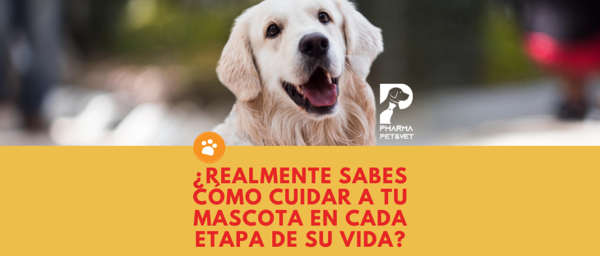 ¿Realmente sabes cómo cuidar a tu mascota en cada etapa de su vida
