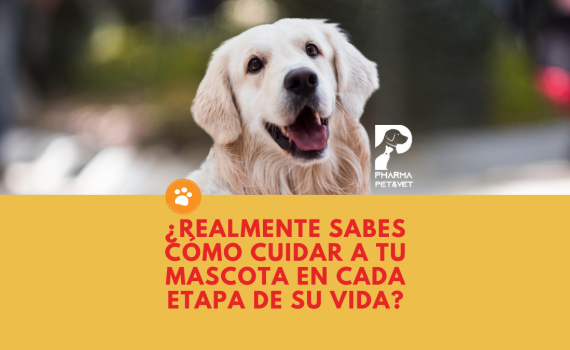 ¿Realmente sabes cómo cuidar a tu mascota en cada etapa de su vida