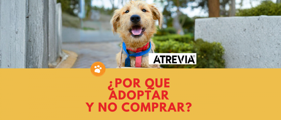 ¿POR QUE ADOPTAR Y NO COMPRAR