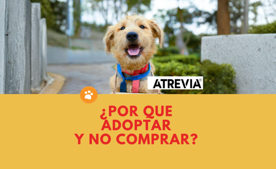 ¿POR QUE ADOPTAR Y NO COMPRAR