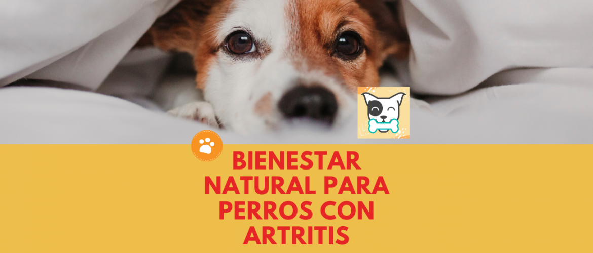 Bienestar natural para perros con artritis