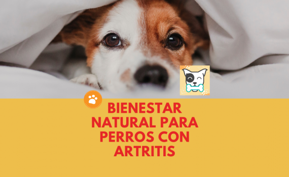 Bienestar natural para perros con artritis