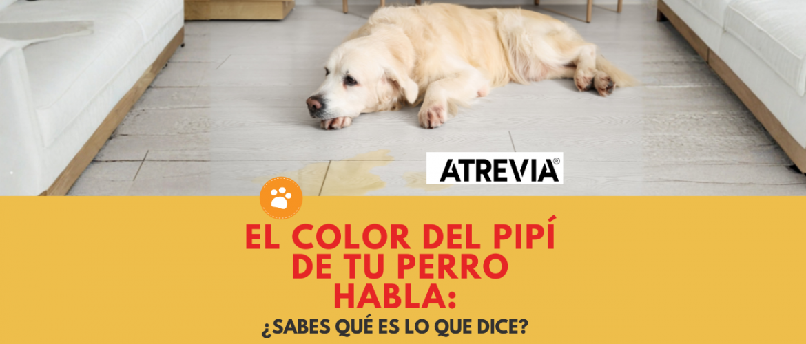 El color del pipí de tu perro habla: