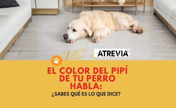 El color del pipí de tu perro habla: