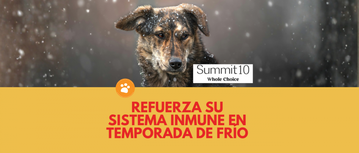 Refuerza su sistema inmune en temporada de frío