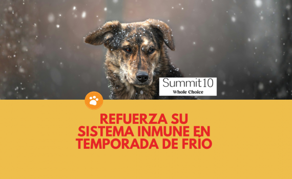 Refuerza su sistema inmune en temporada de frío