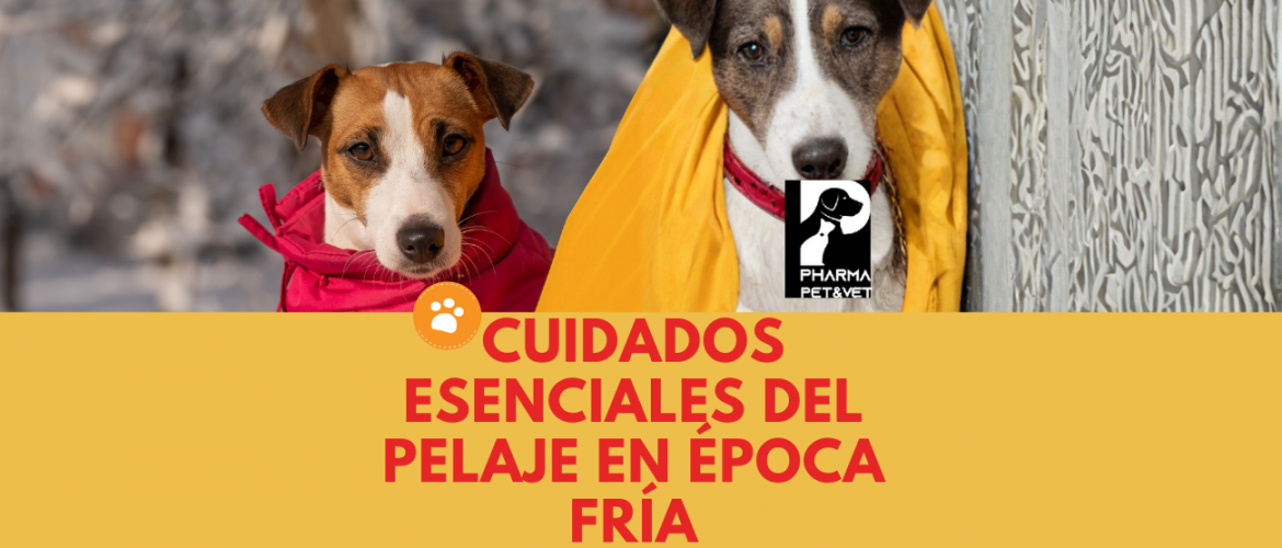 Cuidados Esenciales del pelaje en época fría