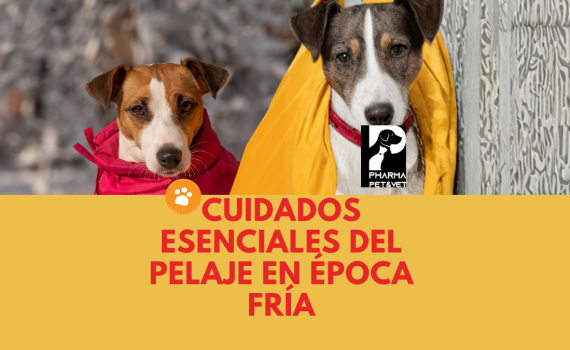 Cuidados Esenciales del pelaje en época fría