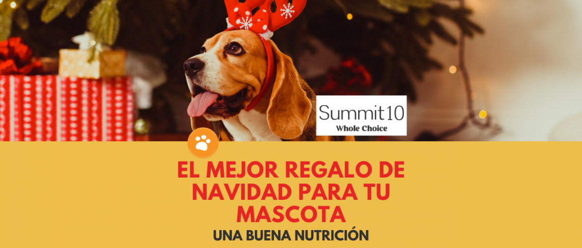 El mejor regalo de Navidad para tu mascota