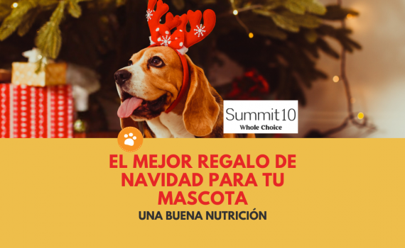 El mejor regalo de Navidad para tu mascota