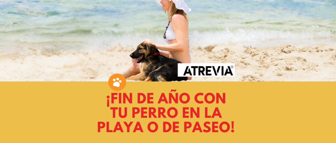 Fin de año con tu perro en la playa o de paseo
