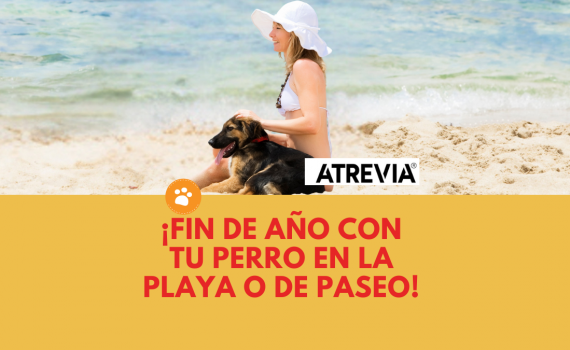 Fin de año con tu perro en la playa o de paseo